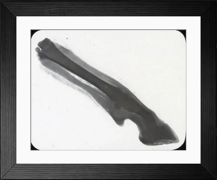 Framed Print : X-Ray - Foot of Lamb Framed Print : X-Ray - Foot of Lamb