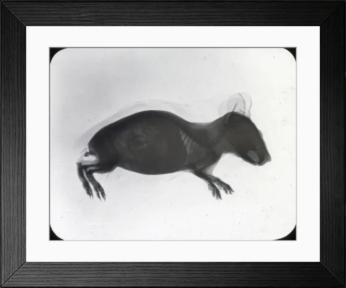 Framed Print : X-Ray - Guinea Pig Framed Print : X-Ray - Guinea Pig