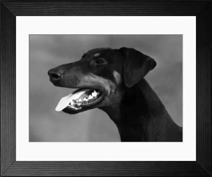 Framed Print : FALL / DOBERMANN / 1948 Framed Print : FALL / DOBERMANN / 1948