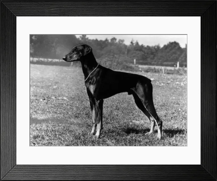 Framed Print : FALL / DOBERMANN / 1975 Framed Print : FALL / DOBERMANN / 1975
