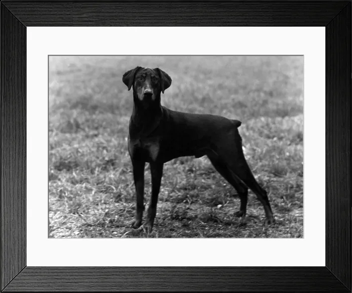 Framed Print : FALL / DOBERMANN / 1952 Framed Print : FALL / DOBERMANN / 1952