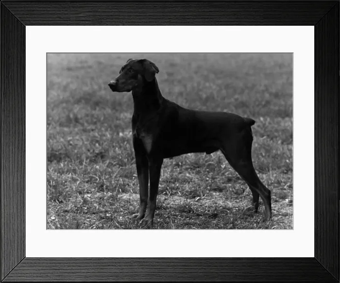 Framed Print : FALL / DOBERMANN / 1954 Framed Print : FALL / DOBERMANN / 1954