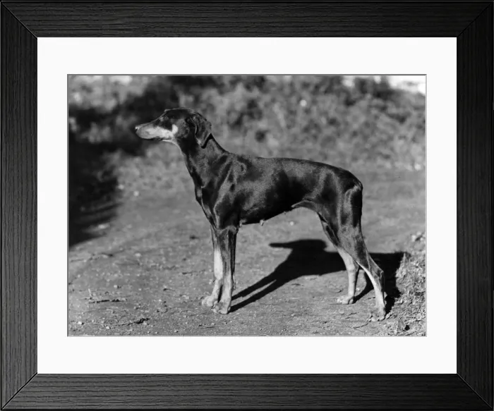 Framed Print : FALL / DOBERMANN / 1956 Framed Print : FALL / DOBERMANN / 1956