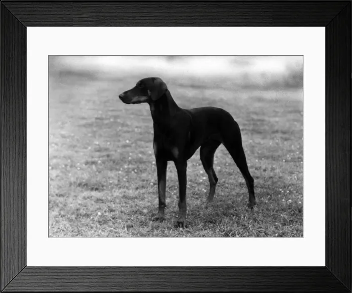 Framed Print : FALL / DOBERMANN / 1957 Framed Print : FALL / DOBERMANN / 1957