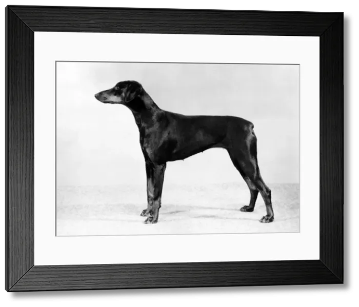 Framed Print : FALL / DOBERMANN / 1982 Framed Print : FALL / DOBERMANN / 1982