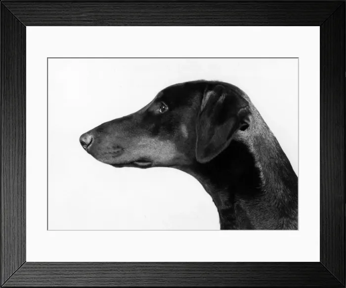 Framed Print : FALL / DOBERMANN / 1982 Framed Print : FALL / DOBERMANN / 1982