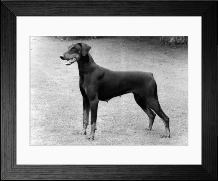 Framed Print : FALL / DOBERMANN / 1983 Framed Print : FALL / DOBERMANN / 1983