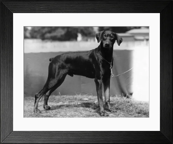 Framed Print : FALL / DOBERMANN / 1953 Framed Print : FALL / DOBERMANN / 1953