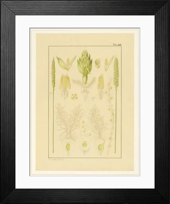 Framed Print : Triticum aestivum, Wheat Framed Print : Triticum aestivum, Wheat