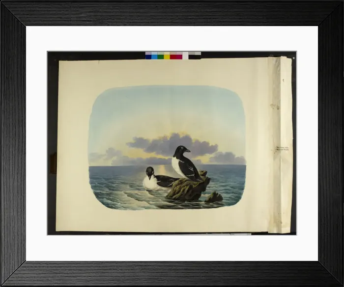 Framed Print : The little auks, male and female Alle alle Framed Print : The little auks, male and female Alle alle