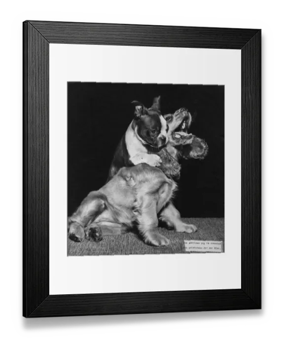 Framed Print : Susi - playing games with a French bulldog Framed Print : Susi - playing games with a French bulldog