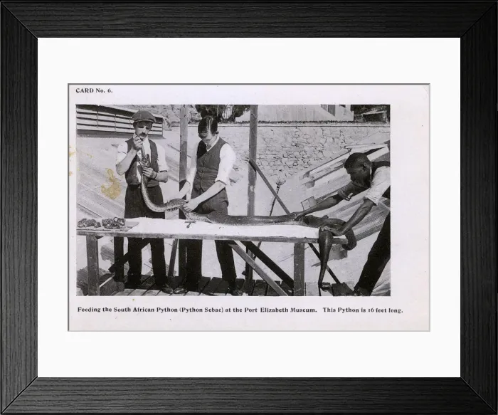 Framed Print : Feeding the Python - Port Elizabeth Museum - South Africa Framed Print : Feeding the Python - Port Elizabeth Museum - South Africa