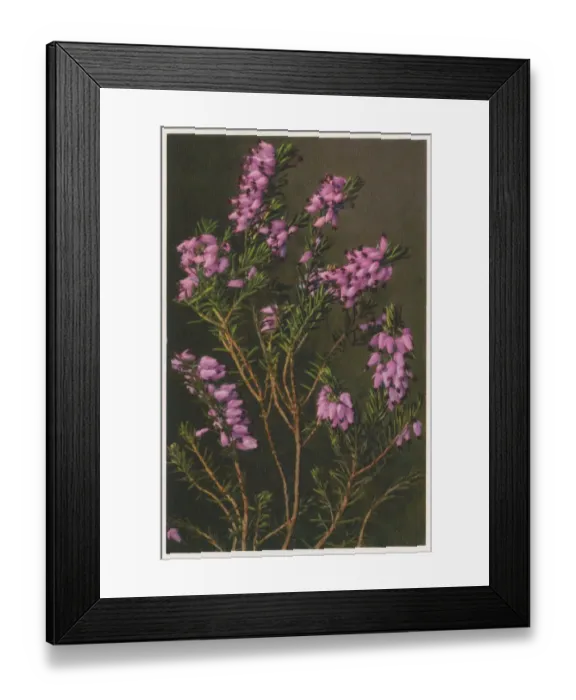 Framed Print : Erica carnea - winter heath Framed Print : Erica carnea - winter heath