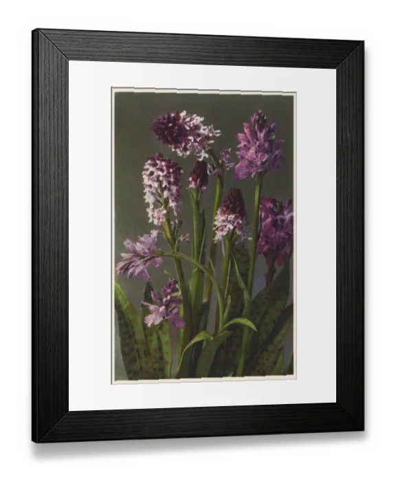Framed Print : Neotinea ustulata - burnt-tip orchid Framed Print : Neotinea ustulata - burnt-tip orchid
