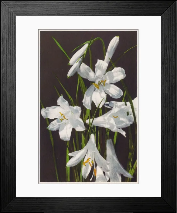 Framed Print : Paradisia Liliastrum (Paradise Lily) Framed Print : Paradisia Liliastrum (Paradise Lily)