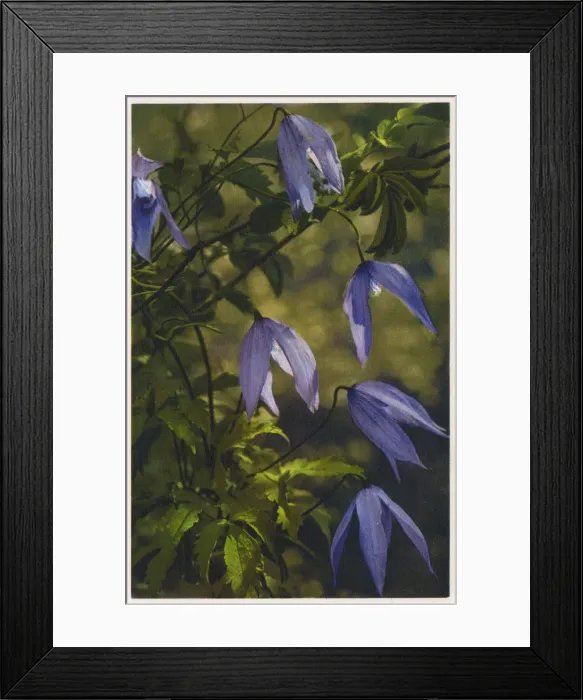 Framed Print : Atragene (Clematis) Framed Print : Atragene (Clematis)