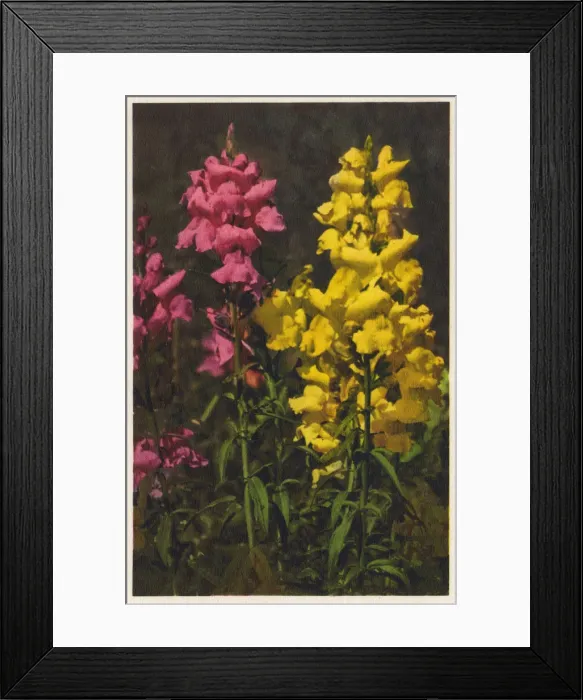Framed Print : Antirrhinum majus - Snapdragon Framed Print : Antirrhinum majus - Snapdragon