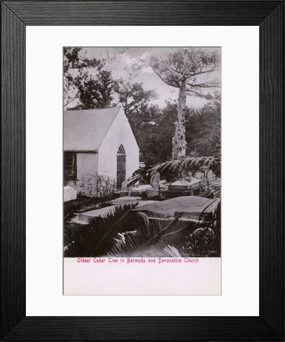 Framed Print : The Oldest Cedar Tree in Bermuda and Devonshire Church Framed Print : The Oldest Cedar Tree in Bermuda and Devonshire Church