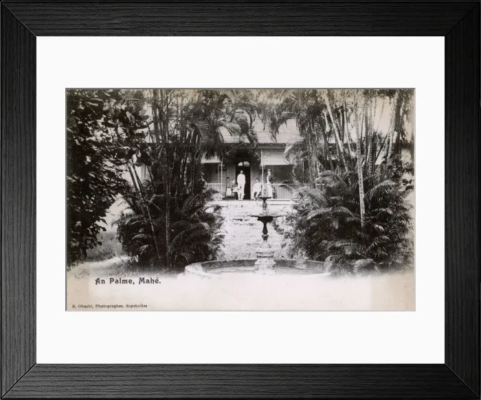 Framed Print : Mahe, Seychelles - An Palme Framed Print : Mahe, Seychelles - An Palme
