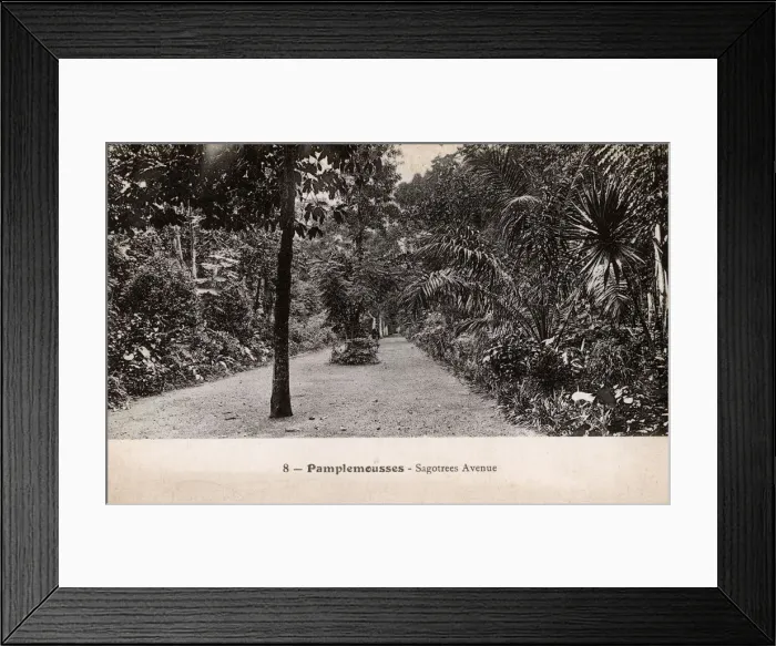 Framed Print : Mauritius - Pamplemousses - Sagotrees Avenue Framed Print : Mauritius - Pamplemousses - Sagotrees Avenue