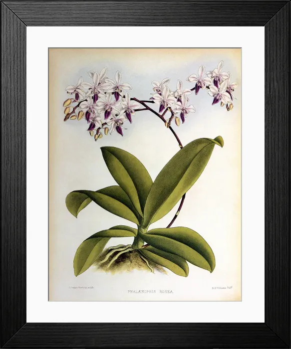 Framed Print : Phalaenopsis Rosea Date: 1882 Framed Print : Phalaenopsis Rosea Date: 1882