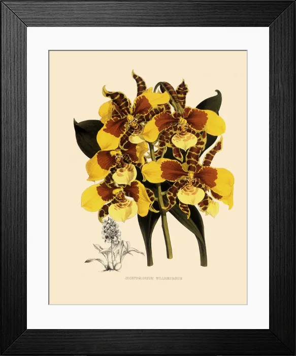 Framed Print : Odontoglossum Williamsianum Date: 1882 Framed Print : Odontoglossum Williamsianum Date: 1882