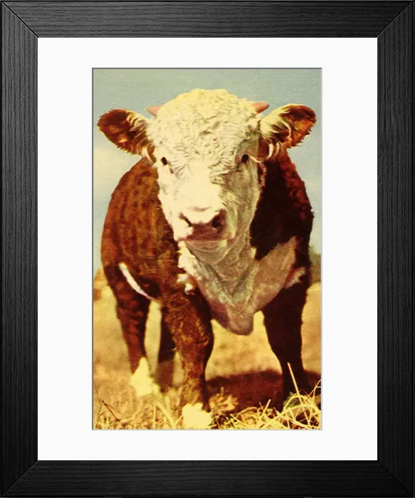 Framed Print : Cow Date: 1951 Framed Print : Cow Date: 1951