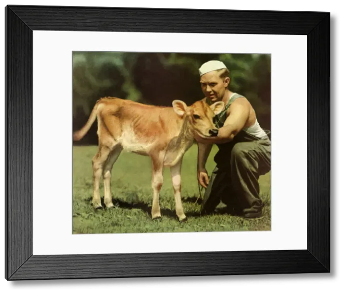 Framed Print : Man Tending a Calf Date: 1937 Framed Print : Man Tending a Calf Date: 1937