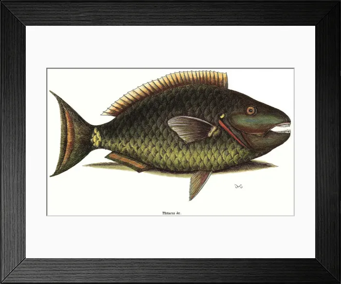 Framed Print : Spotlight Parrotfish Date: 1743 Framed Print : Spotlight Parrotfish Date: 1743