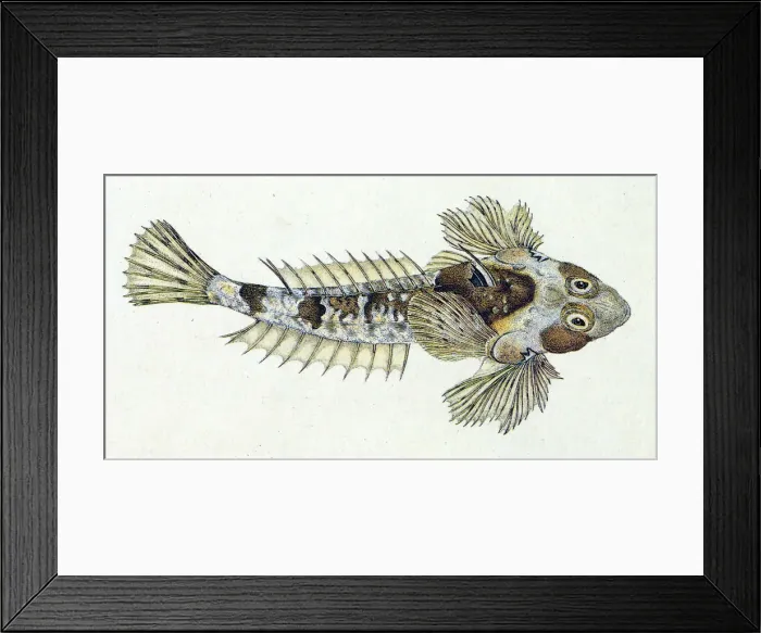 Framed Print : Dragonet Date: 1806 Framed Print : Dragonet Date: 1806