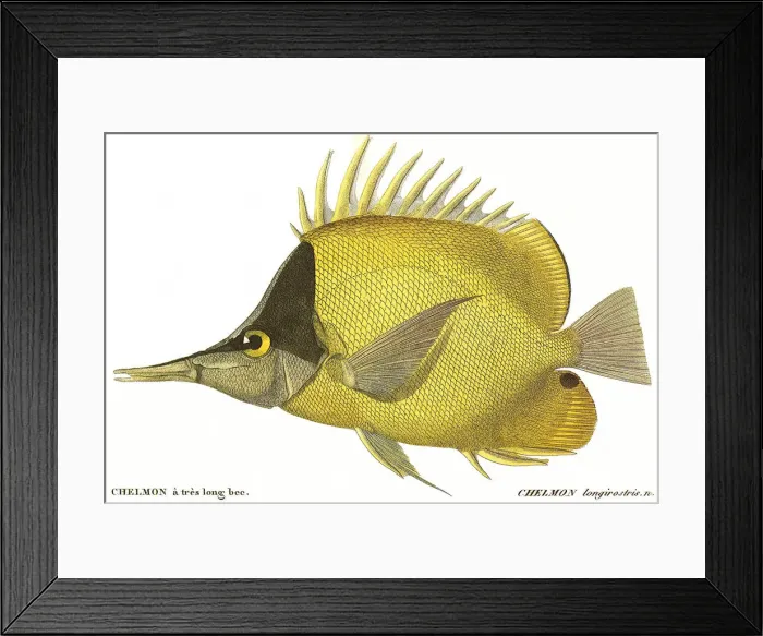 Framed Print : Butterfly Fish Date: 1849 Framed Print : Butterfly Fish Date: 1849