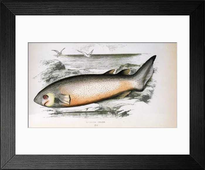 Framed Print : Bramble Shark Date: 1865 Framed Print : Bramble Shark Date: 1865