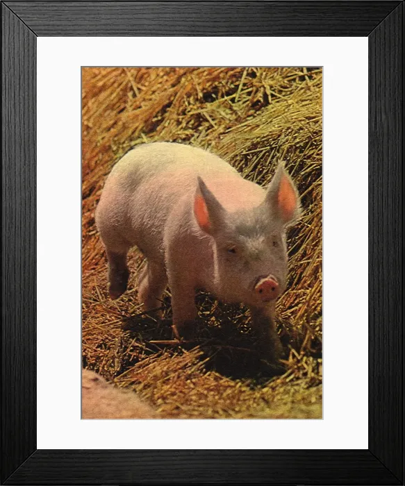 Framed Print : Pink Pig Framed Print : Pink Pig