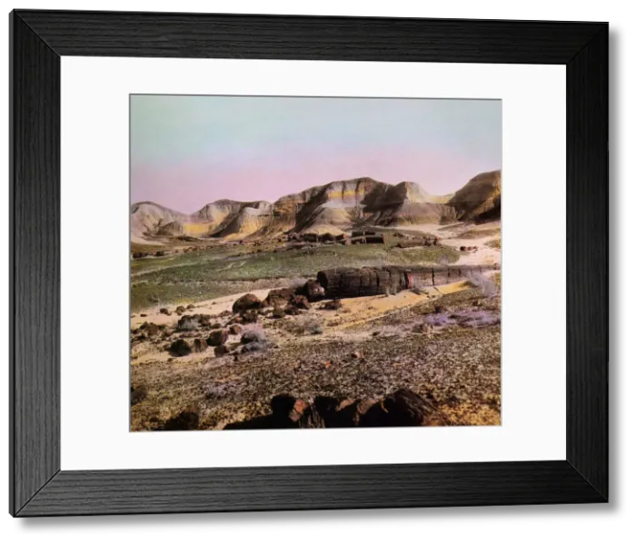Framed Print : Petrified Trees Framed Print : Petrified Trees