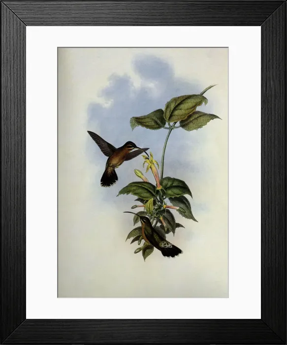 Framed Print : Black-Tailed Hermit, Glaucis Melanura Date: 1859 Framed Print : Black-Tailed Hermit, Glaucis Melanura Date: 1859