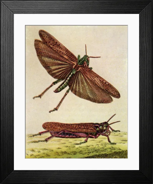 Framed Print : Two Grasshoppers Framed Print : Two Grasshoppers