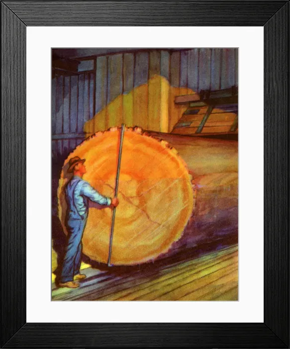 Framed Print : Man Measuring Log Framed Print : Man Measuring Log