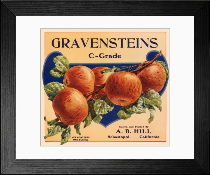 Framed Print : Gravenstein Label Framed Print : Gravenstein Label