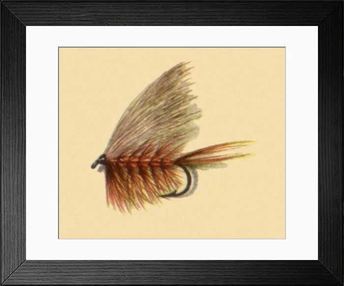 Framed Print : Bucktail Caddis Fly Date: 1950 Framed Print : Bucktail Caddis Fly Date: 1950