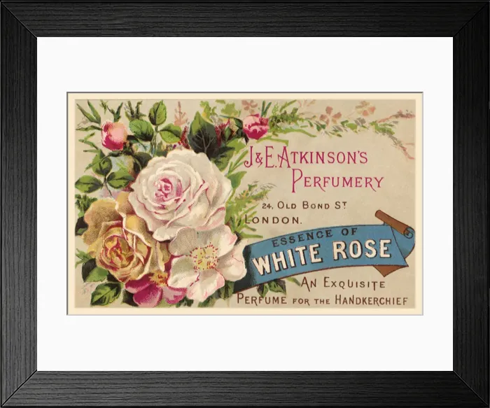 Framed Print : Essence of White Rose Date: 1880 Framed Print : Essence of White Rose Date: 1880