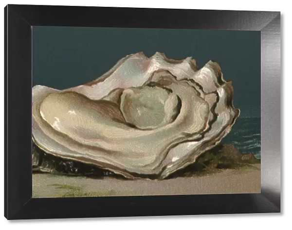 Shelled Oyster Date: 1889