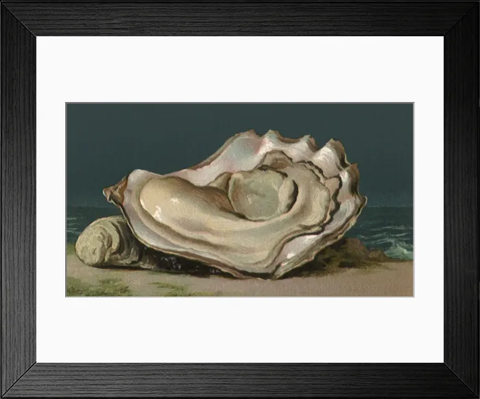 Framed Print : Shelled Oyster Date: 1889 Framed Print : Shelled Oyster Date: 1889