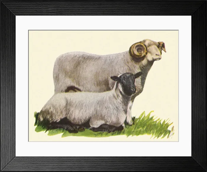 Framed Print : Two Sheep Date: 1948 Framed Print : Two Sheep Date: 1948