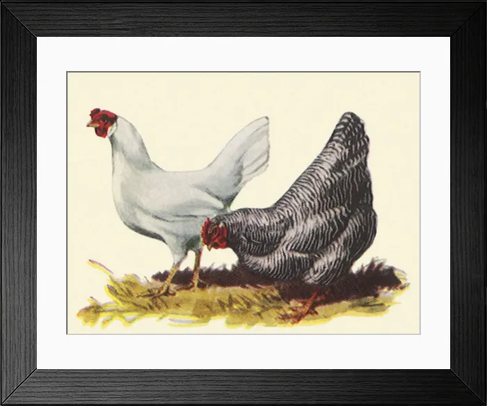 Framed Print : Two Hens Date: 1948 Framed Print : Two Hens Date: 1948