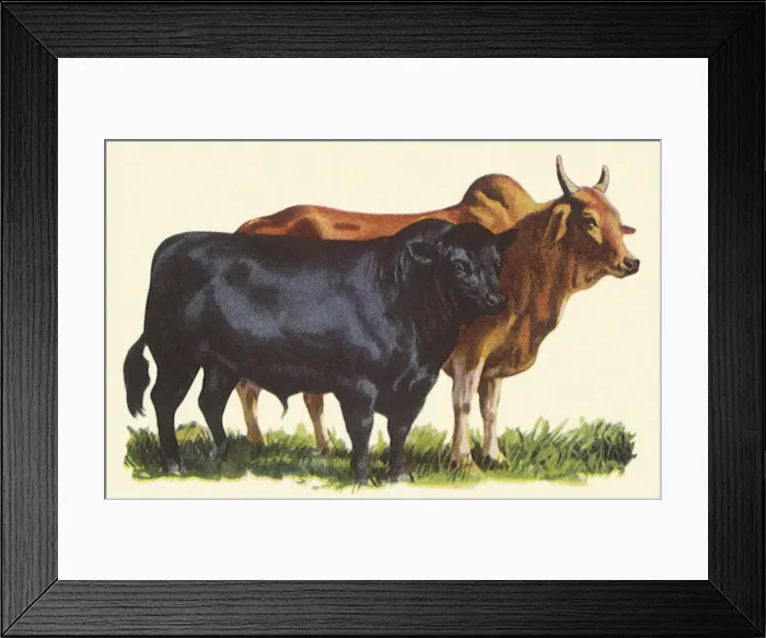 Framed Print : Two Breeds of Cattle Date: 1948 Framed Print : Two Breeds of Cattle Date: 1948