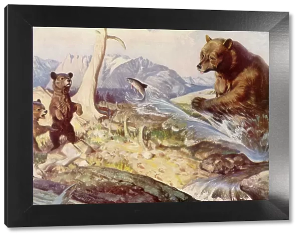 Bear Feeds Fish to Cubs Date: 1948