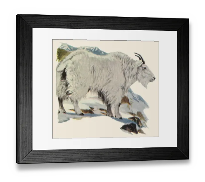Framed Print : Rocky Mountain Goat Date: 1948