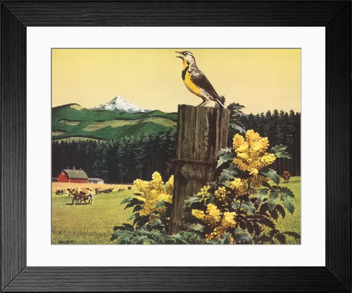 Framed Print : Meadowlark in Valley Date: 1954 Framed Print : Meadowlark in Valley Date: 1954