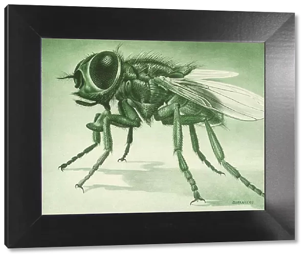 Common Housefly Date: 1948