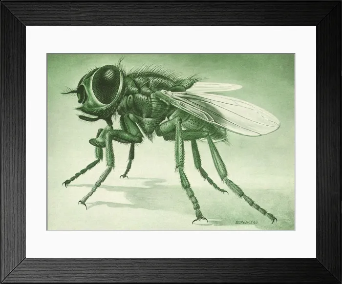 Framed Print : Common Housefly Date: 1948 Framed Print : Common Housefly Date: 1948